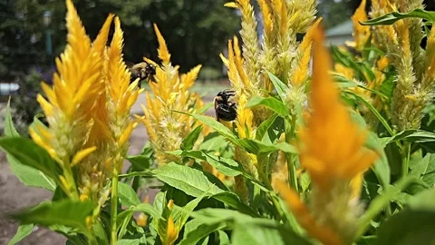 Slow Motion Bee Friends Stock Footage 323022538