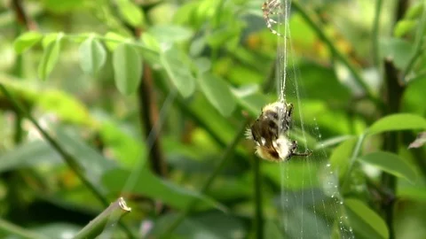 Slow motion: A bee got caught in a garden spider's web and manages to break free 库存影片 79598349