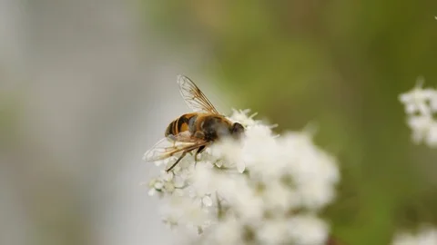 SLOW MOTION Bee harvesting nectar for honey in autumn Stock Footage 118270846