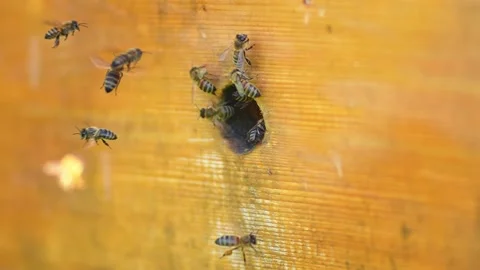 Slow motion of bee hive.  Vidéo 273679882