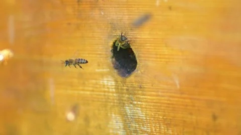 Slow motion of bee hive.  Stock Footage 273679963