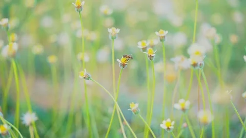 Slow motion bee insect on flower and flying slow to other flowers pasture Stock Footage 101545188