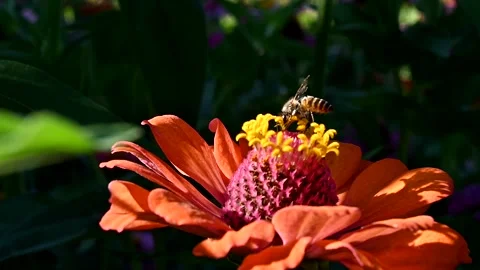 Slow motion bee insect flying on flower. Stock Footage 144887771