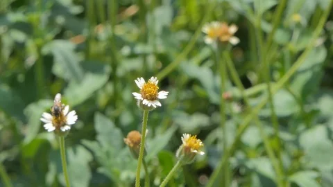 Slow motion of Bee keeping nectar of white flower. Stock-Footage 107888168