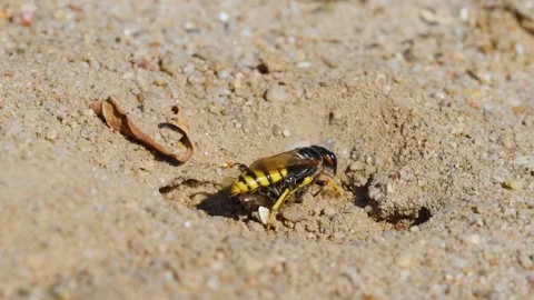 Slow motion of a bee-killer wasp carrying a honeybee Stock Footage 147926312