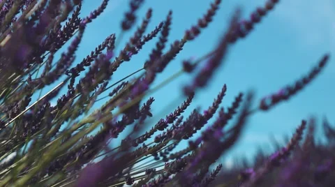 Slow Motion - Bee in a lavender field in Provence Vidéo 68603892