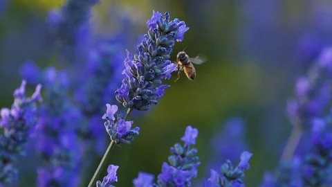 Slow motion bee on lavender Stock Footage 123553663