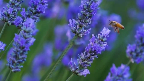 Slow motion bee on lavender Stock Footage 123553669