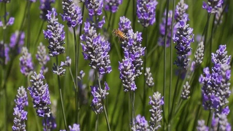 Slow motion bee on lavender Stock Footage 123553671