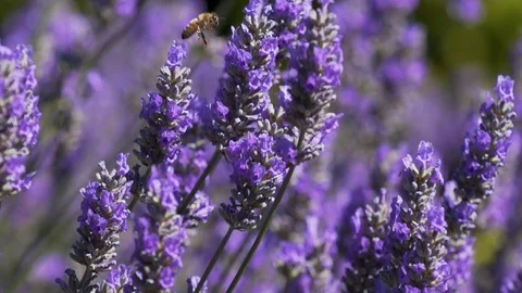 Slow motion bee on lavender Stock Footage 123553675