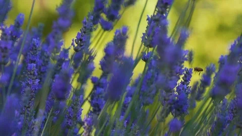 Slow motion bee on lavender Stock Footage 123553677