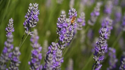 Slow motion bee on lavender Stock Footage 123553687