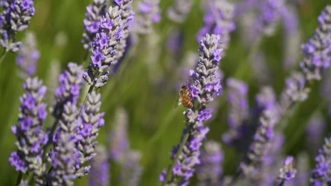 Slow motion bee on lavender Stock Footage 123553691