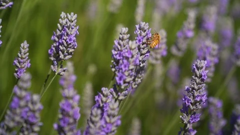 Slow motion bee on lavender Stock Footage 123553692