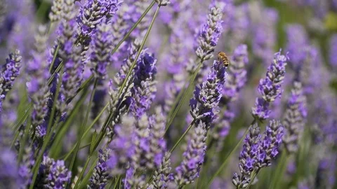 Slow motion bee on lavender Stock Footage 123553693