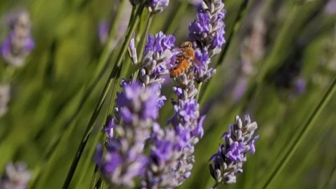 Slow motion bee on lavender Stock Footage 123553699