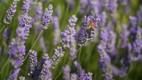 Slow motion bee on lavender Stock Footage 123553704