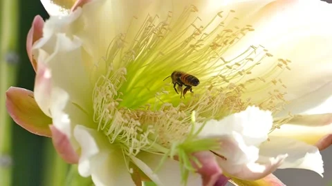 SLOW MOTION BEE NIGHT BLOOMING CACTUS FLYING WITH POLLEN Stockbeeldmateriaal 206191751