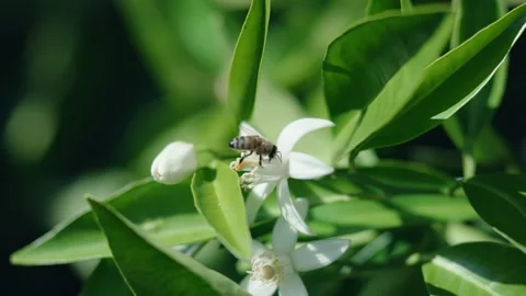 Slow motion with bee on orange flower with shallow depth of field Stock Footage 306249260