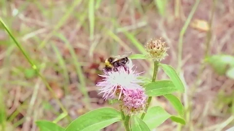 Slow motion. A bee on a pink flower in a field. Flight of the bee Stock Footage 157285112