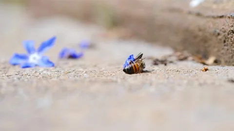 Slow-Motion Bee Playing with a Beautiful Blue Flower Stock Footage 273154289