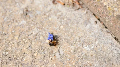 Slow-Motion Bee Playing with a Beautiful Blue Flower Stock Footage 273154341