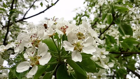 Slow motion. bee pollinates pear flowers Stock Footage 154539302