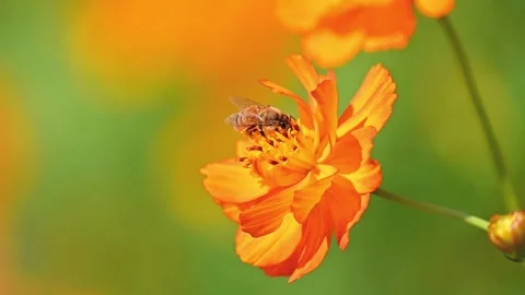 Slow Motion Bee Pollinating Cosmos Flower – Natural Footage for Ecology, Spring, 스톡 동영상 323580917