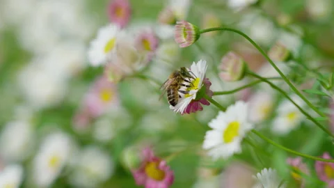 Slow Motion of Bee Pollinating on Daisy Flower Then Flies Away 4K Stock Footage 237423912