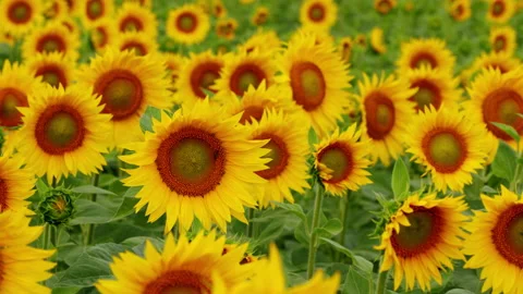 Slow motion. Bee pollinating flower in summer. Yellow sunflower head on the wind Stock Footage 162095577