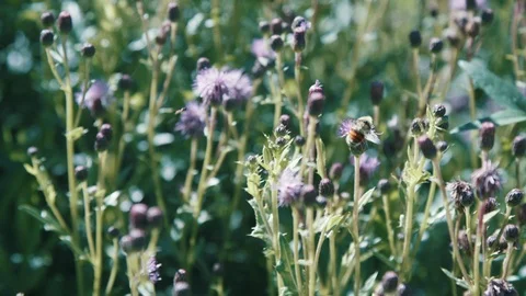 Slow motion bee pollinating flowers flying near grass in field Video stock 105202427