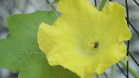 Slow-Motion Bee Pollinating Squash Flower While Another Bee Flies By 120fps Video stock 91219788