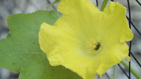 Slow-Motion Bee Pollinating Squash Flower Then Flies Away 120fps Video stock 91219812