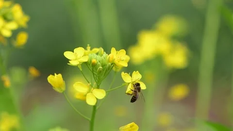 Slow Motion Bee Pollinating Yellow Rapeseed Flower in Spring Field Stock Footage 340303116