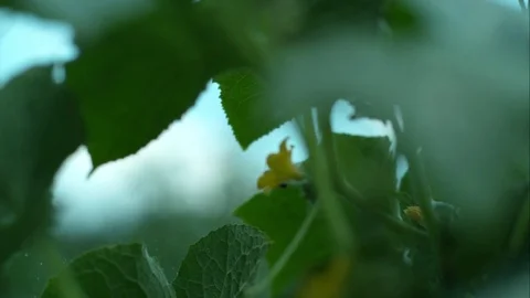 Slow motion bee in rain Stock Footage 79595549