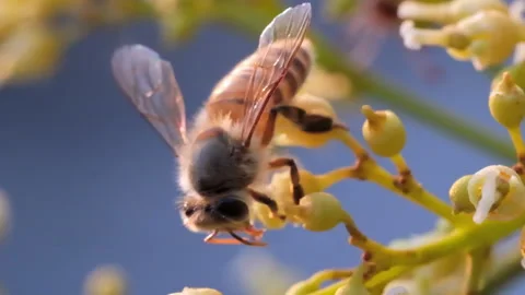 Slow motion of Bee resting on a lychee flower blossom season Stock Footage 308857411