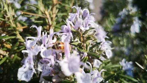 Slow motion of a bee on a rosemary bush Stock Footage