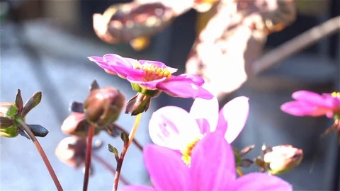 Slow motion bee taking off from flower Video stock 96892294
