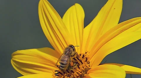 Slow motion bee taking off from a topinambour flower. Stock Footage 42476428