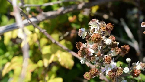Slow motion of a bee on a white Butterfly bush flower Stock Footage 140065890