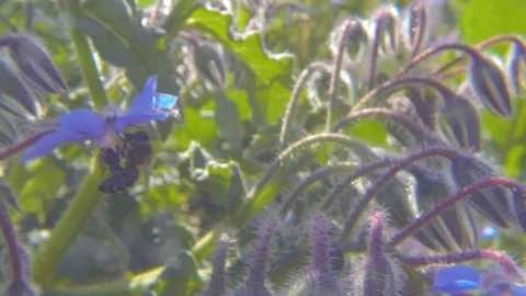 Slow motion of a bee working on a Borago officinalis Stock Footage 107220760