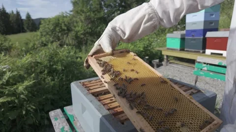 Slow motion beekeeper lifting honeycomb from a beehive Stock Footage 341288661