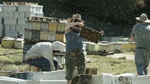 Slow Motion Beekeepers Working in Bee Yard Stock Footage 91048363