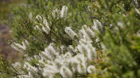 Slow Motion of Bees in Bush Video stock 305523473
