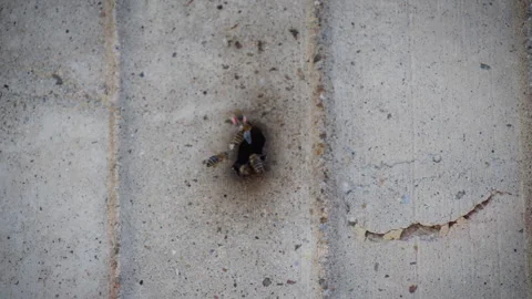 The slow motion of bees carry pollen and entering a small hole in the wall Stock Footage 263025747