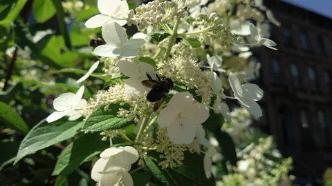 Slow motion bees explore white flowers Stock Footage 342351147
