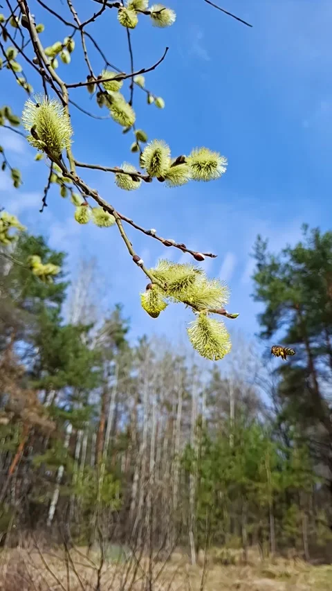 Slow motion of bees feeding on spring willow flower buds1 Video stock 336911624