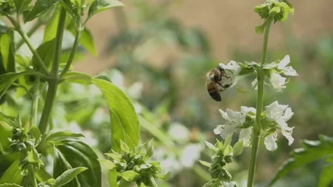 SLOW MOTION BEES FLY POLLEN Stockbeeldmateriaal 206835947