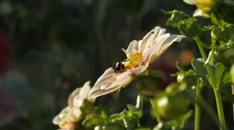 Slow motion of bees flying and pollinating a dahlia Stock Footage 53210828