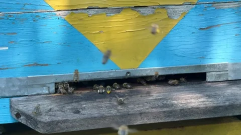 Slow-motion bees flying in and out of beehive entrance with nectar Stock Footage 315364854